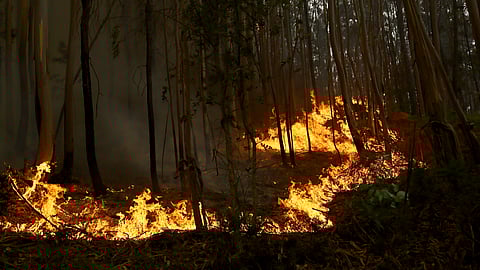 IN PICS | Portugal declares a state of calamity as wildfires rage out of control 