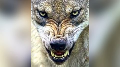 Fresh wolf pack sighting causes panic among locals of UP's Bahraich 