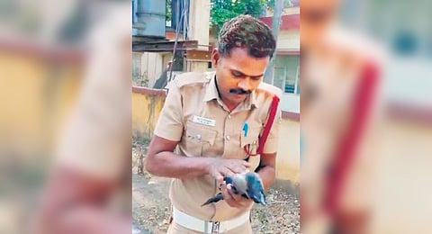 Velladurai using his CPR training to save the life of an electrocuted crow after it fell from a transformer