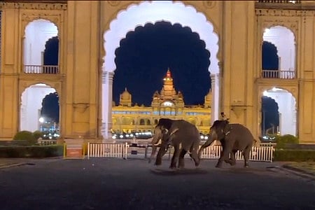 Panic grips as two Dasara elephants clash, run out of Mysuru palace premises