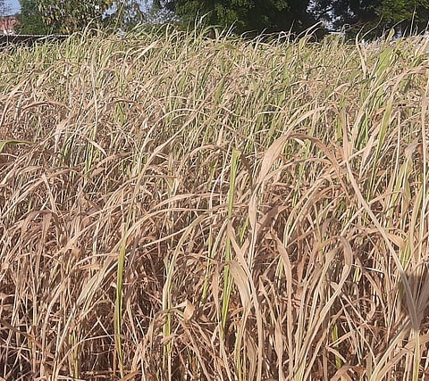 Picture of vegetable and millet fields wilting near Marukaranpatti in Pennagram due to water shortage.
