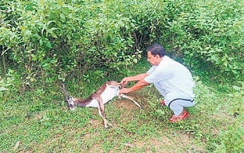 Blackbuck gets trapped in barbed wire, dies