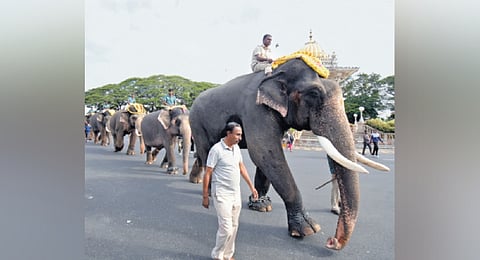 No taking selfies, videos with Dasara elephants in Mysuru Palace 