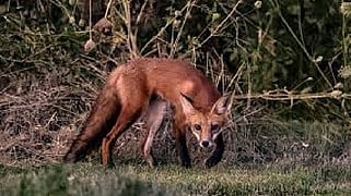 Wild jackal enters surgical ICU at Dhanbad medical college, hides under bed before fleeing