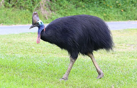 A free ranging Southern Cassowary.