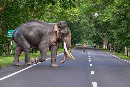 A wild elephants crosses a road image used for representation
