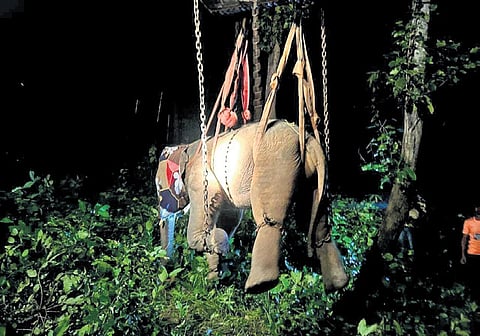 Tranquilised, tusker shifted to Dhenkanal from Baripada