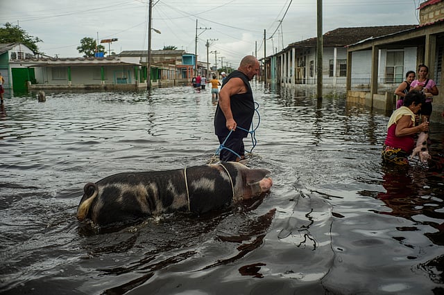A resident leads his pig through a street flooded in the passing of Hurricane Helene, in Batabano, Mayabeque province, Cuba.