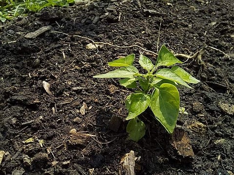 BBMP plants around 80,000 saplings across Bengaluru till September 15  
