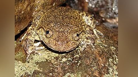 Kudremukh Wrinkled Frog
(Nyctibatrachus karnatakaensis)
