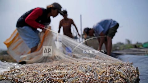 Workers harvest shrimps at a farm in Kebumen, Central Java, Indonesia, Tuesday, Sept. 24, 2024. (AP Photo/Dita Alangkara)