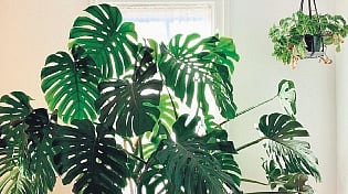 Monstera plant