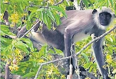 Three female langurs escape from Thiruvananthapuram Zoo