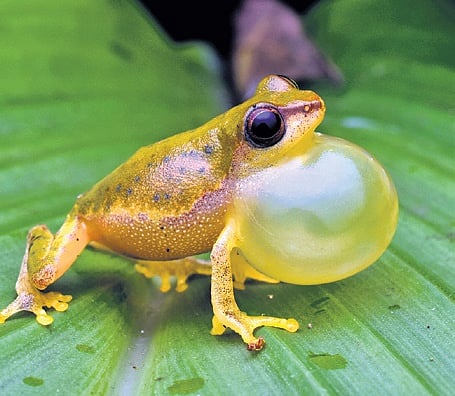 Raorchestes akroparallagi 