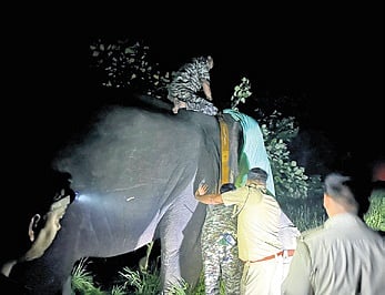 Odisha Forest Department radio-collars problematic elephants