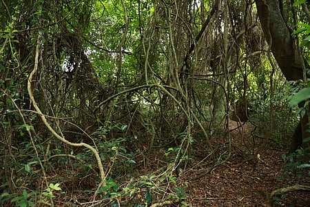 MoEFCC stated that India’s National Red List Assessment aims to stand out as one of the most comprehensive and collaborative national efforts.