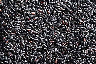 Sambalpur varsity researchers find supplement to combat malnutrition