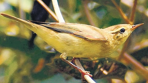 Willow Warbler, a rare migratory bird, spotted for first time in Kanniyakumari
