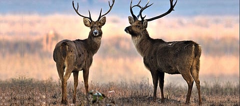 Pench Tiger Reserve embarks on a campaign to educate students about wildlife conservation