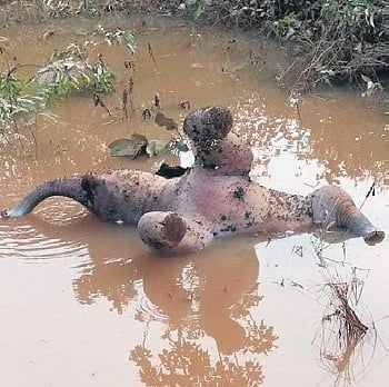 Carcass of the jumbo calf floating in the pond of Jhinkapahadi village