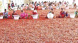 Traders dupe chilli farmers, banks in Andhra's Guntur