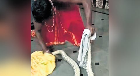 A snake-catcher rescues a python at Mankamma Thota in Karimnagar district on Wednesday