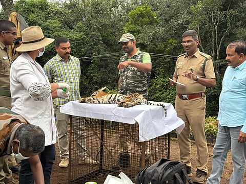 Tiger cub killed in a vehicle hit near Kotagiri