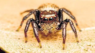 New genus of jumping spider found 