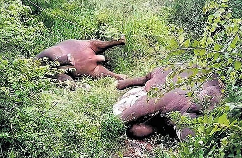 Two elephants were electrocuted in Anamalai Tiger Reserve while 