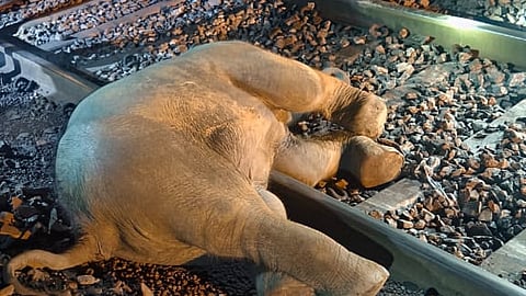 Elephant calf killed in the accident