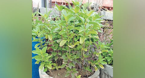Tulsi (Ocimum tenuiflorum), also known as Holy Basil