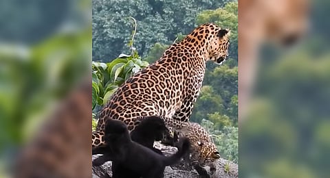 Video grab of the visuals in question, that were recorded in a private estate