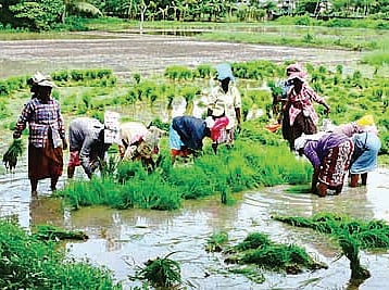 IRRI bats for mechanised direct seeded rice practice