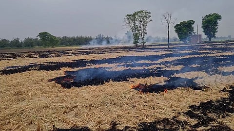Stubble burning seen in the fields of Fatahpur, in Amritsar on Thursday, Sep 26, 2024.
