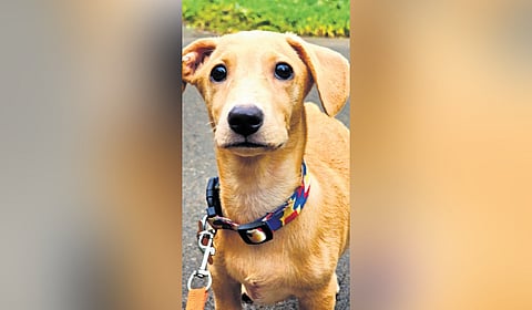 Representative image