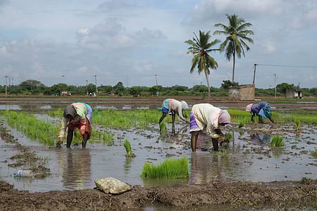 Paddy rate drops in Tamil Nadu, rice price may fall 10 per cent