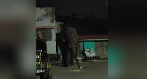 A wild elephant consuming a plastic rice bag at Semmedu on Wednesday night.