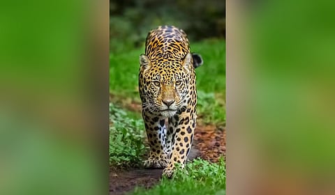 Representational image.