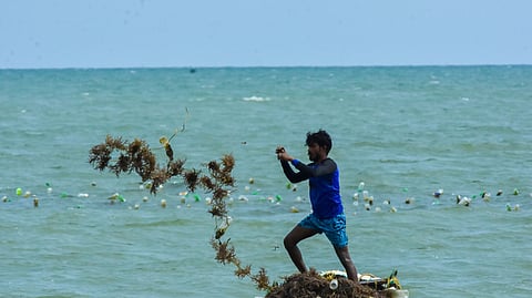 New guidelines to bolster seaweed production in India