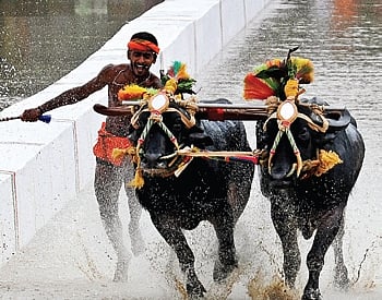 If the event is permitted to be conducted in Bengaluru, buffaloes will be brought from Dakshina Kannada, which is 300 km away from the city.