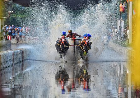 No Kambala in Bengaluru on October 26: Kambala Samithi tells Karnataka HC
