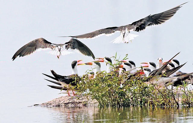 Indian Skimmer birds seen at Lower Manair Dam in Karimnagar on Wednesday