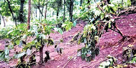 Heavy rain caused extensive damage to the coffee crops in Malnad region