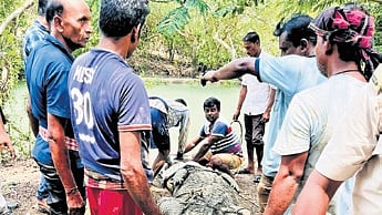 File photo of forest officials attending to a crocodile in Bhitarkanika 