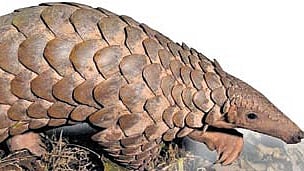 Learning curve from pangolin conservation project in Madhya Pradesh