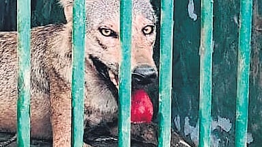 MP to radio-collar wolves to study their co-existence