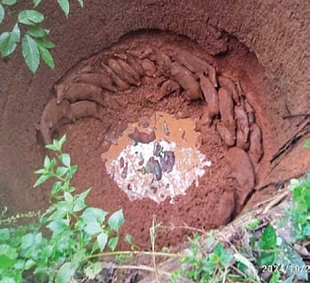 A large group of wild boars fell into an open well in Keonjhar district prompting forest officials to launch a rescue operation on Monday.