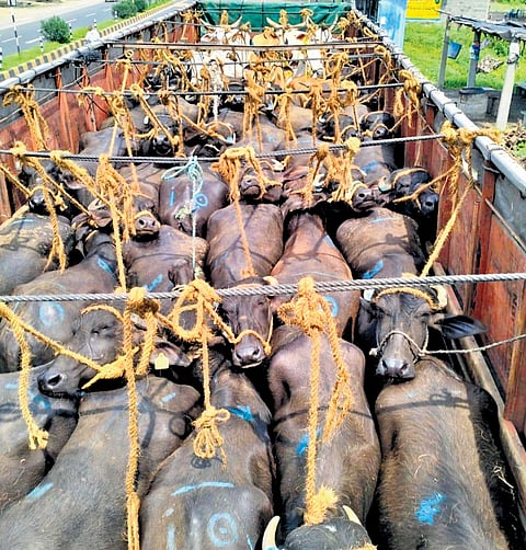 Recently, over 50 buffaloes were crammed into a single lorry and transported illegally to an animal market at Chilakaluripet of Palnadu.