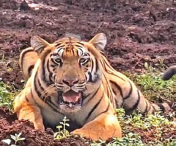 The tigress brought from Tadoba-Andhari Tiger Reserve (TATR) in Maharashtra was soft-released into an enclosure in the core area of Similipal south division on Monday.