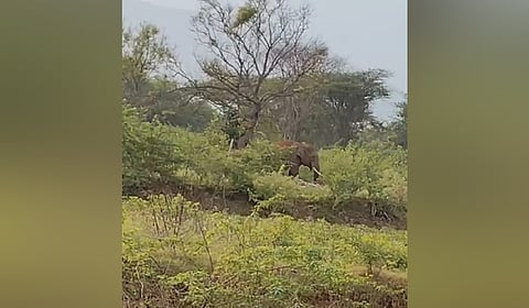 A tusker was grazing near Lingapuram on Monday
